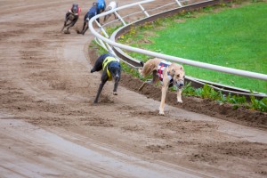 Bet365 Greyhounds Betting