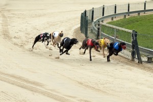 Greyhound Racing 2