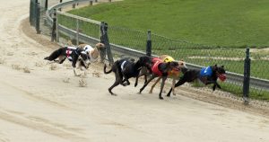 Greyhound Racing Bet365 Live Stream