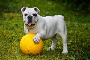 english bulldog 562723 640