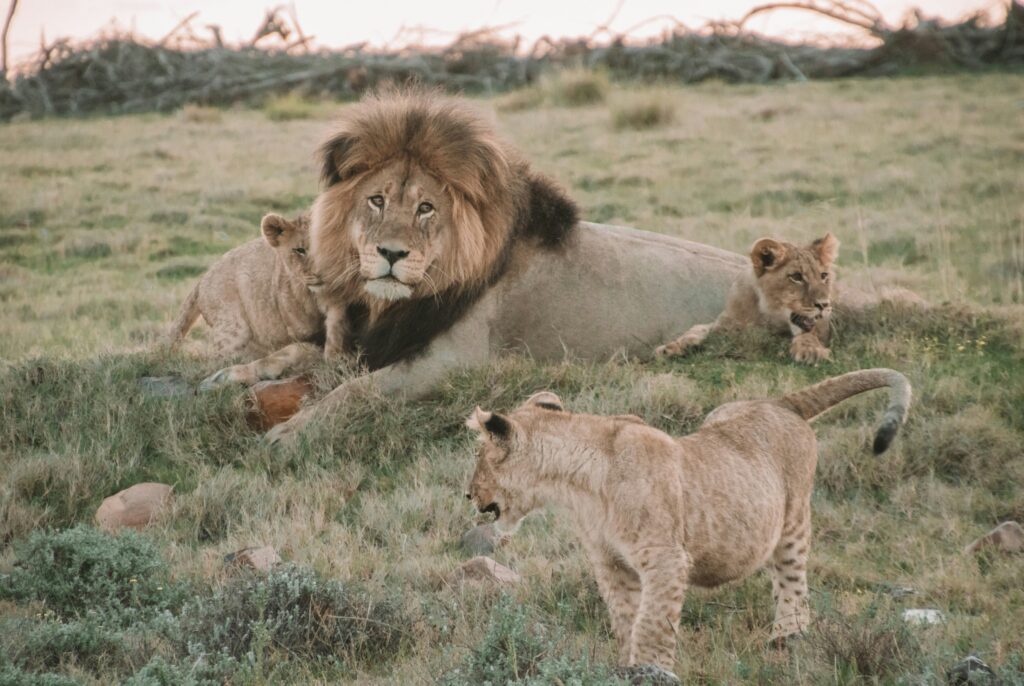 British & Irish Lions 2025 Squad