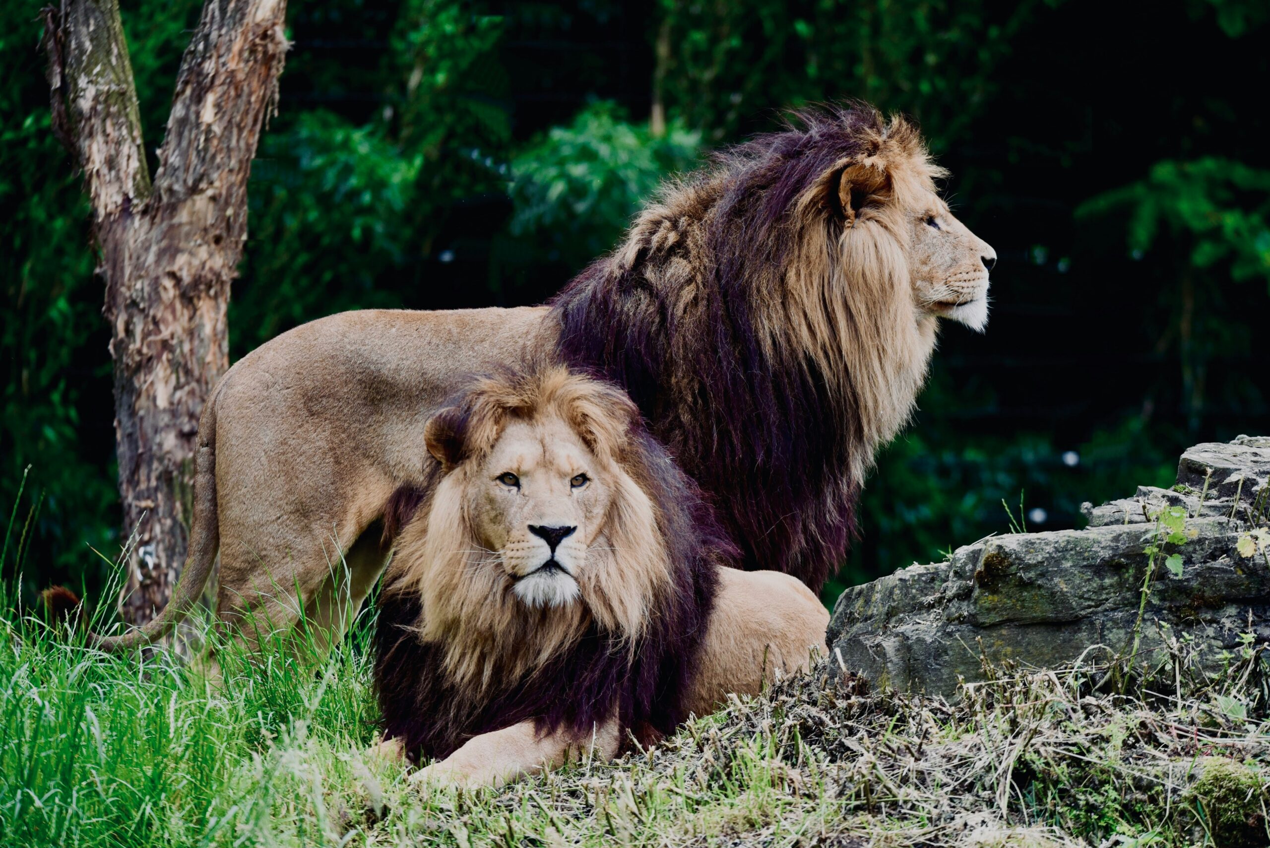 British & Irish Lions 2025
